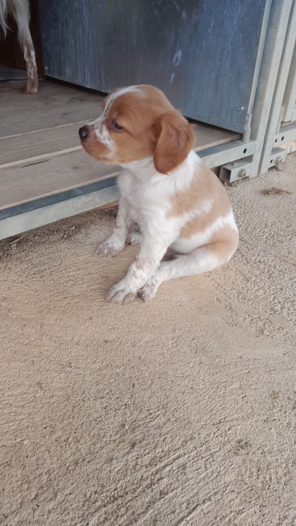 Des Ronciers D'Oxana - Chiots disponibles - Epagneul Breton