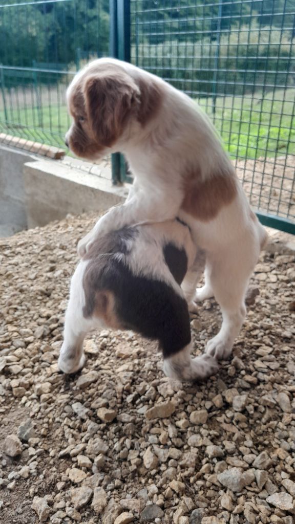 Des Ronciers D'Oxana - Chiots disponibles - Epagneul Breton
