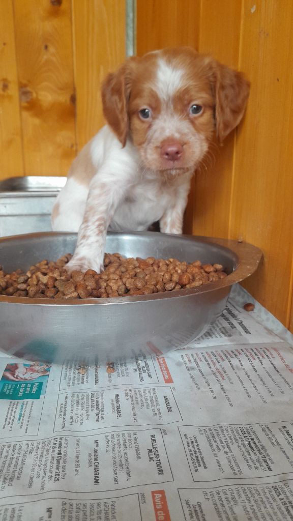 Des Ronciers D'Oxana - Chiots disponibles - Epagneul Breton
