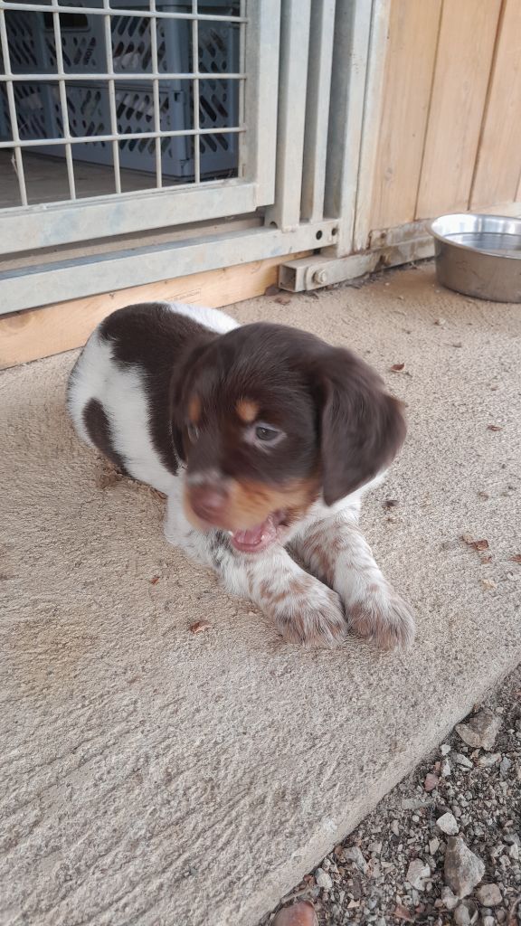 Des Ronciers D'Oxana - Chiots disponibles - Epagneul Breton