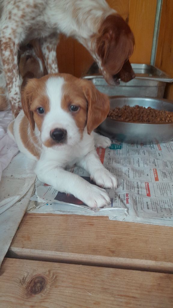 Des Ronciers D'Oxana - Chiots disponibles - Epagneul Breton